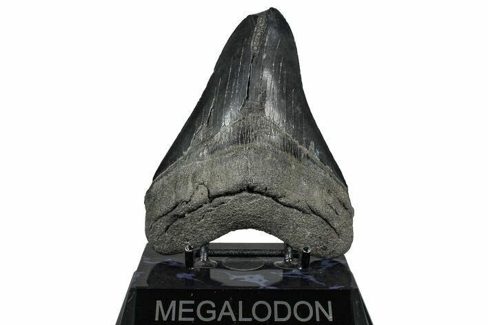 Serrated, Fossil Megalodon Tooth - South Carolina #360766